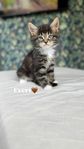 Maine coon