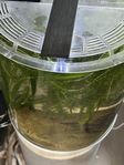 akvarium 60 L