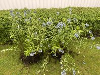 2 stora perenner 