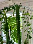 Stor och fin Kaktus växt planta blomma 