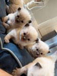 Ragdoll