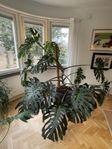 Monstera