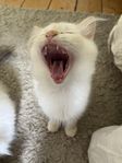 Ragdoll kattunge