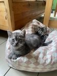 Exotic perser / bengal kattungar 