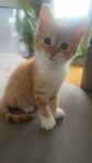 orange söt kattunge