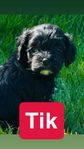 cavapoo valp