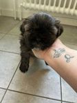 Shihtzu mix