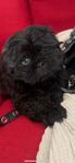 Shihtzu mix 