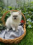 Ragdoll källing med stamtavla och hälsotestade föräldrar