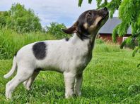 Xoloitzcuintle-valpar