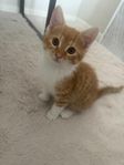 söt orange kattunge