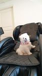 Samojed valpar 