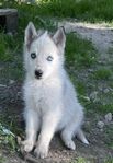husky valpar till salu
