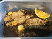 kackerlackor och isopods