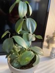 plant with pot included