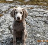 Weimaraner, långhårig