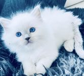 Ragdoll kattunge , leveransklar nu