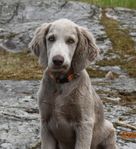 Weimaraner, långhårig