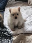 Pomeranian 