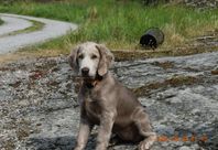 Weimaraner, långhårig