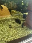 zebra cichlid
