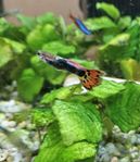 Guppiefiskar 