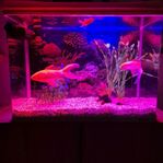 Stor guldfisk, 2 slöjstjärtar och 60L akvarium