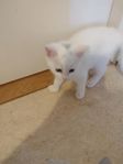 Katt