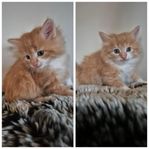 Ljuvliga långhåriga kattungar