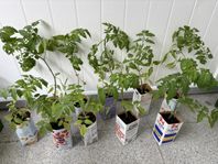 Tomatplantor