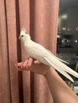albino nymfparakit