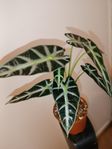 Alocasia Lowii växt
