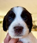Engelsk springer spaniel valpar