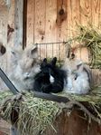 Mina tre kaniner, Harry, Greta och Ruth