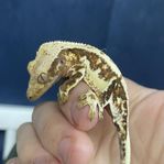 Ögonfransgecko Lilly white