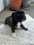 Staffordshire bullterrier valpar