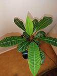 Madagascar Jewel växt