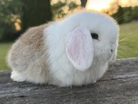 Minilop 
