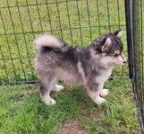 Finsk lapphund valp