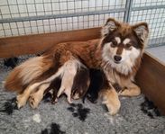Finsk lapphund valpar