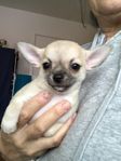 Chihuahua Tik 8 veckor valp SKK reg