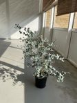 Eucalyptus