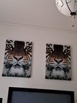 vackra tiger tavlor