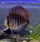 vild fångad royal blue discus 