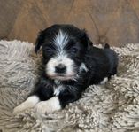 bichon havanaise/ shihtzu ( havashu)