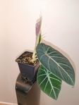 Alokasia 'Black Velvet' Växt
