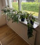 Novemberkaktusar