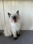 Kattunge,  Ragdoll  med stamtavla. flyttklar