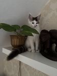 Maine coon kattungar med stamtavlan 