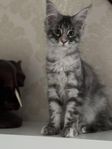 Maine coon kattungar med stamtavlan 